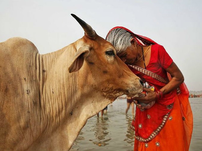 गाय की यूरिन से बने कैप्सूल-टेबलेट से कैंसर का इलाज होगा, वैज्ञानिकों ने फ्रिज ड्राइंग टेक्नोलॉजी से दवा बनाई