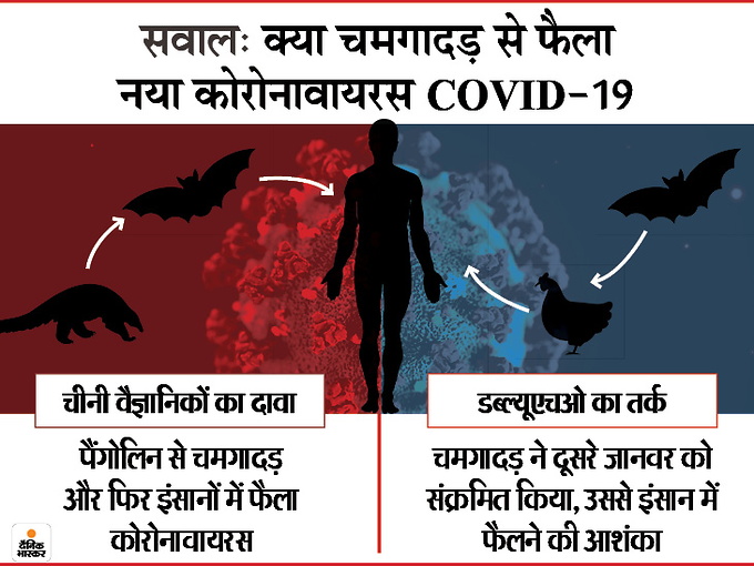 200 तरह के कोरोनावायरस का वाहक है चमगादड़, इससे ही वायरस दूसरे जानवरों में और फिर इंसान में पहुंचा