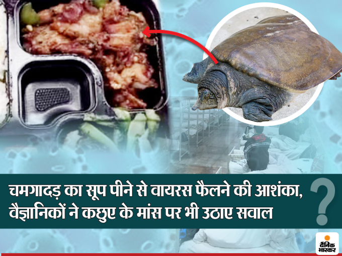 कोरोनावायरस के मरीजों को खिला रहे नरम कवच वाला कछुए का मांस, दावा- इसके पोषक तत्व पीड़ितों के लिए फायदेमंद