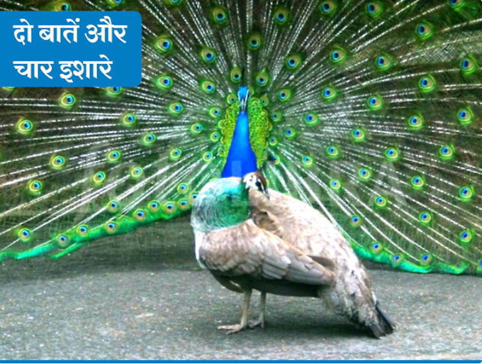 मुर्गा की बांग है बुलावे का संदेश, जुगनू की टिमटिम में भी छिपी है मोहब्बत की रोशनी